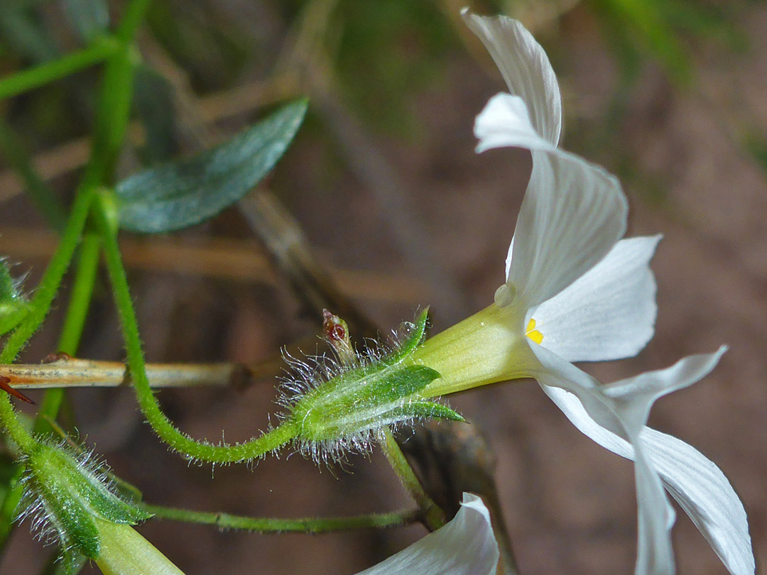 Yellow-white corolla