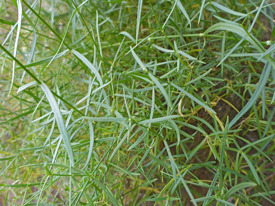 Tangled stems and leaves