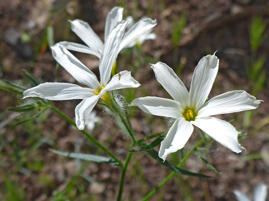 Three flowers