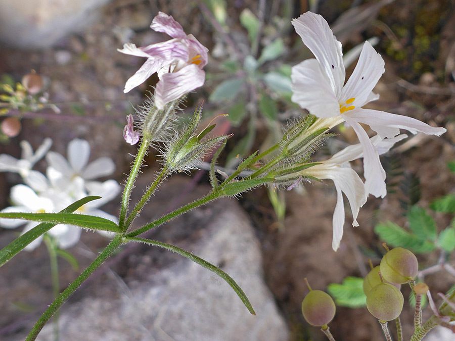 Hairy stems and calyces