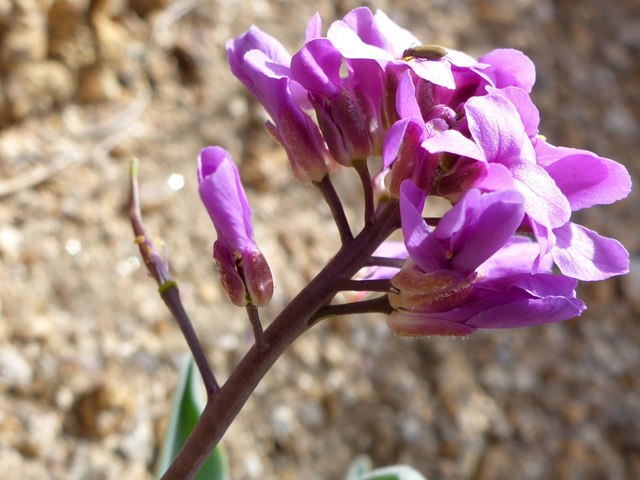 Pink flowers