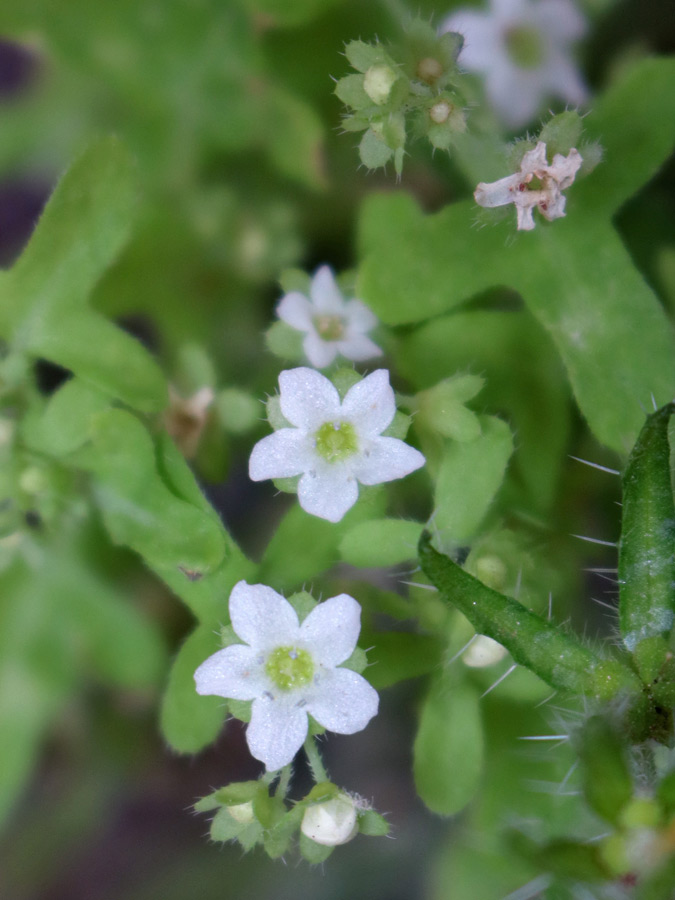 White flowers