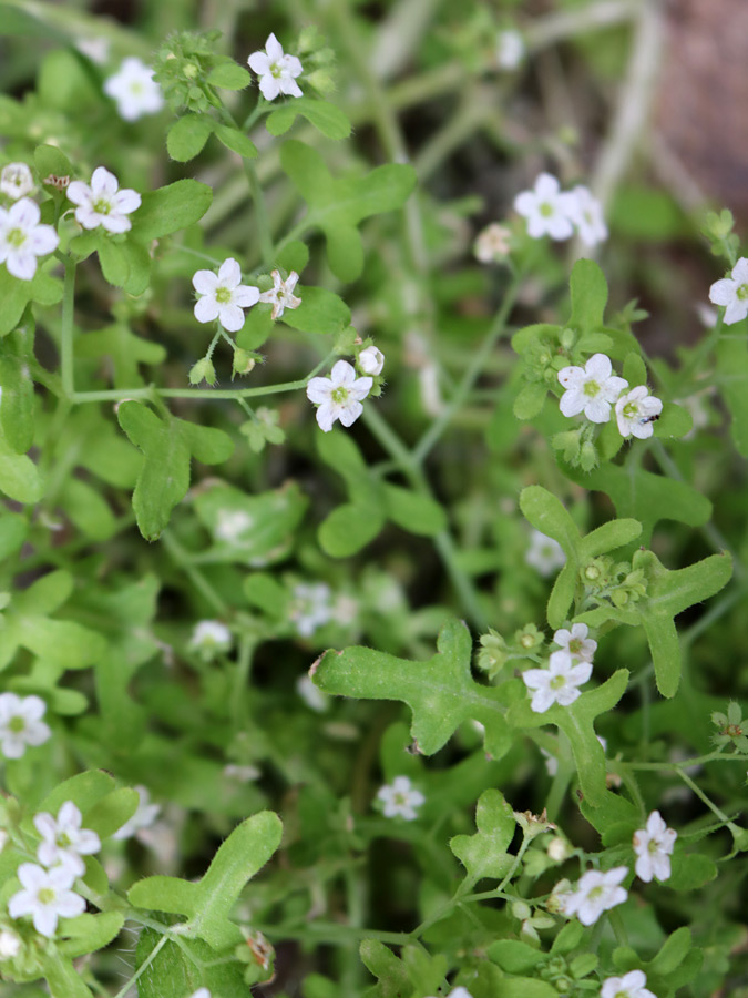 Flowers and leaves