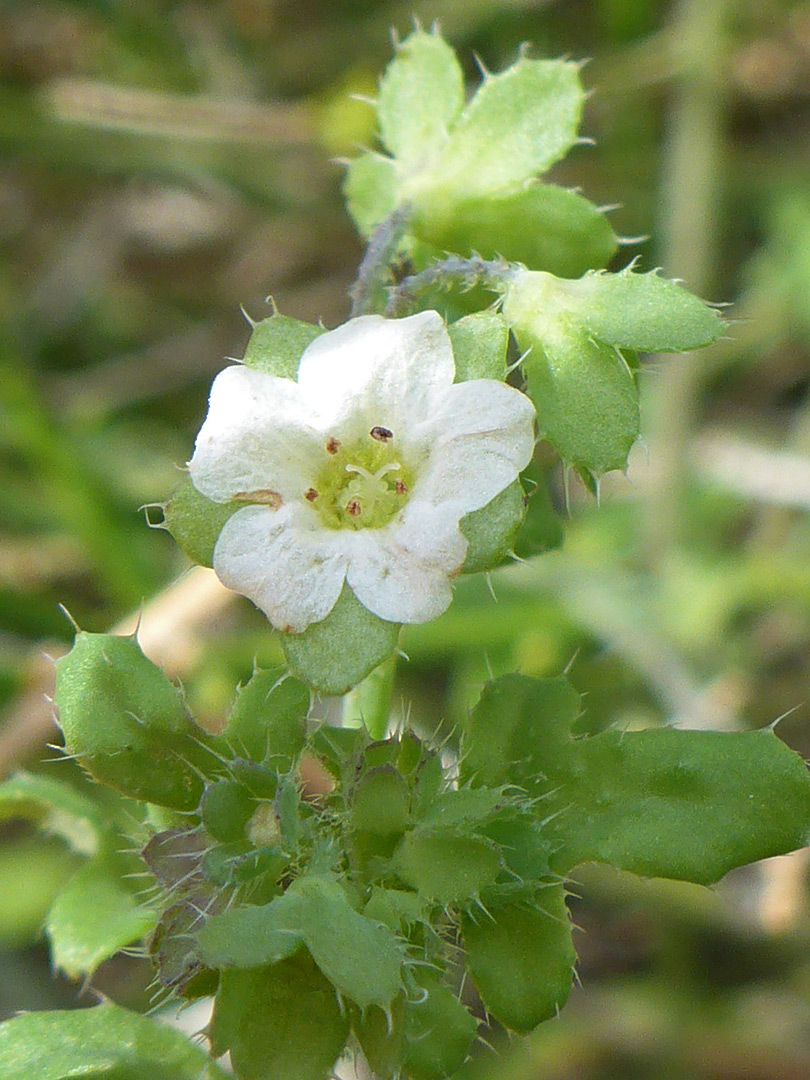Flower and spiny leaves