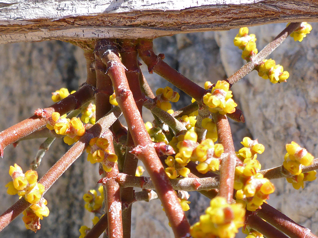 Inflorescence