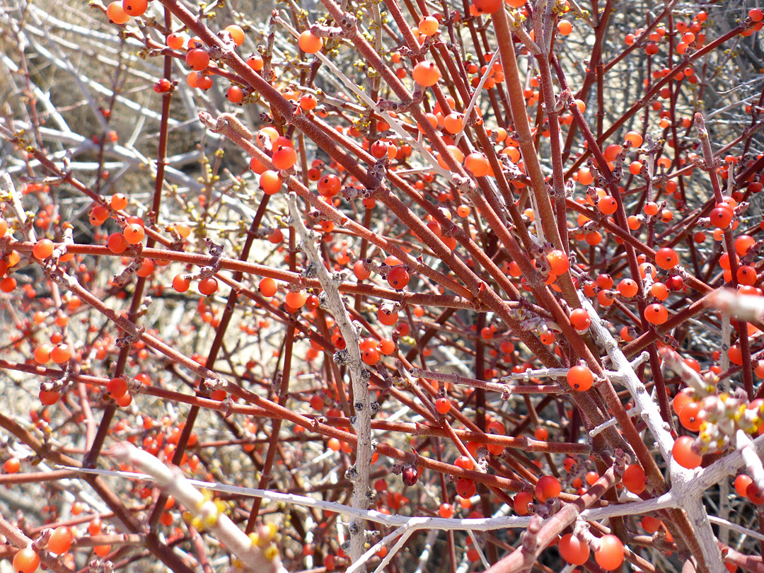 Red berries