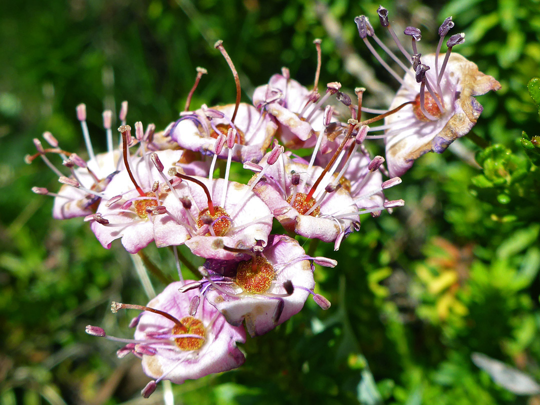 Pale pink flowers