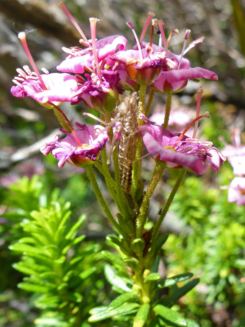 Long-stalked flowers