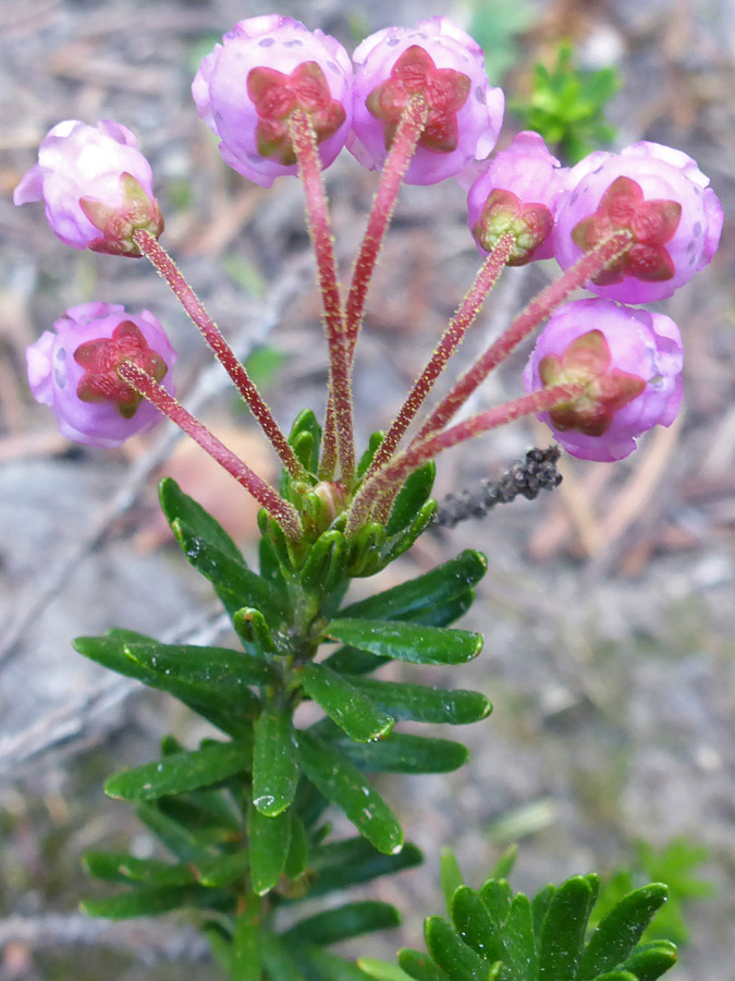 Flowers and leaves