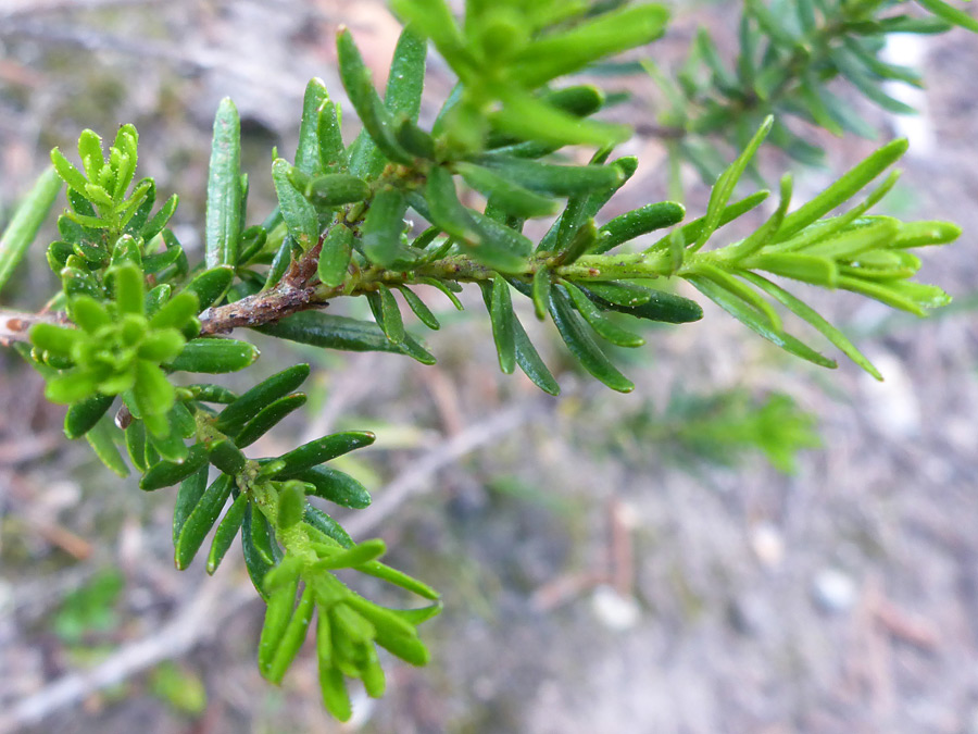 Linear leaves