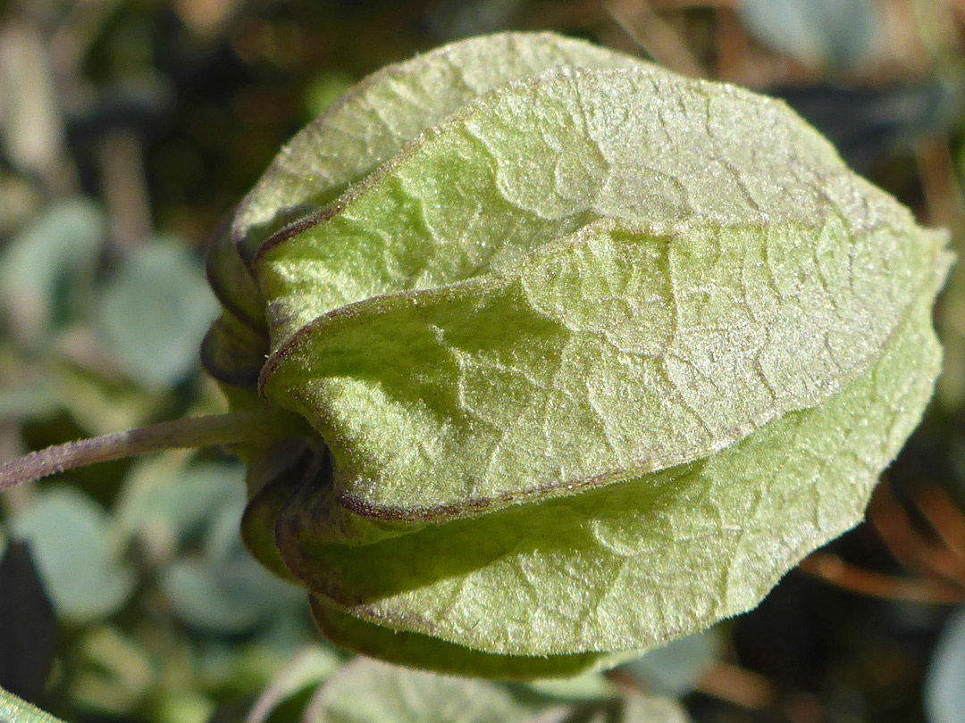 Ridged fruit