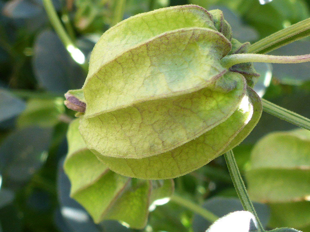 Inflated fruit