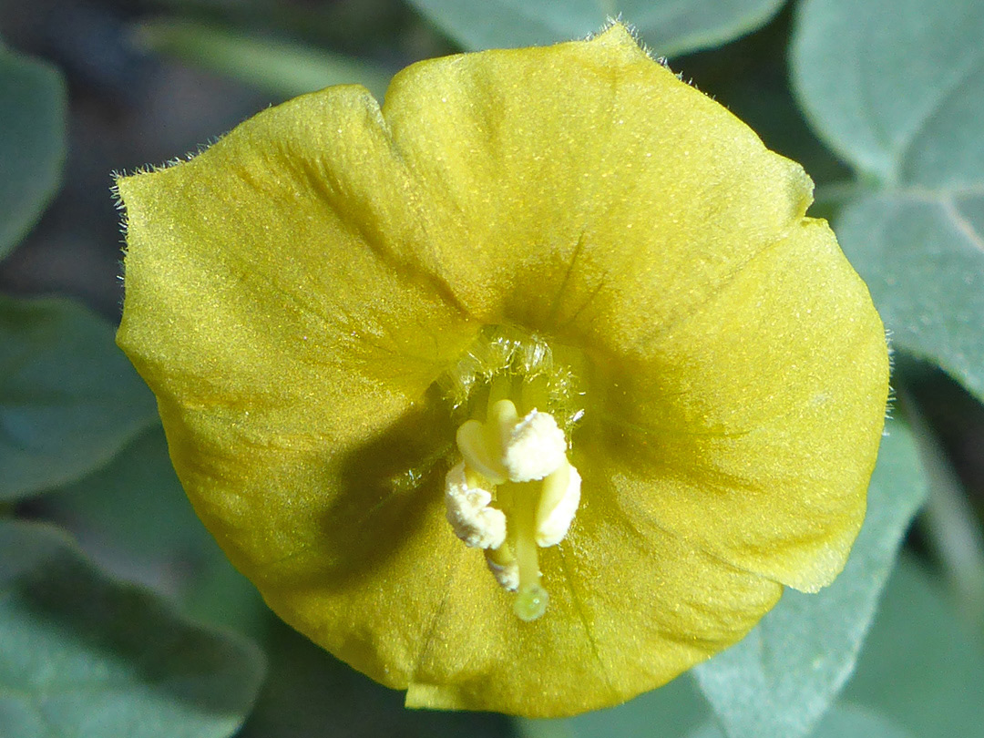 Yellow corolla