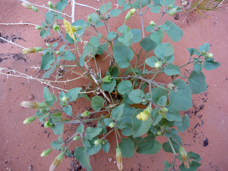 Leaves and stems