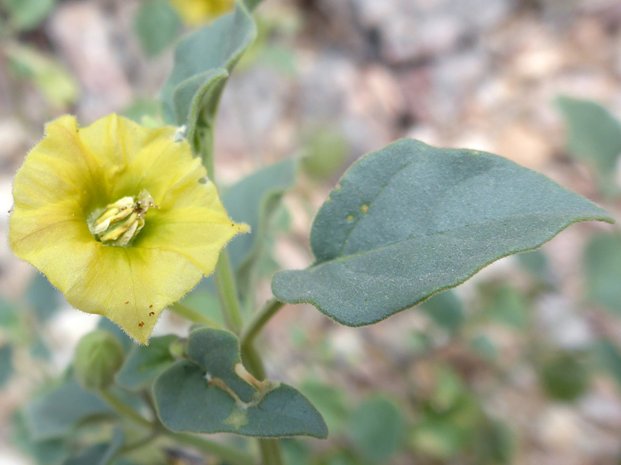 Leaf and flower