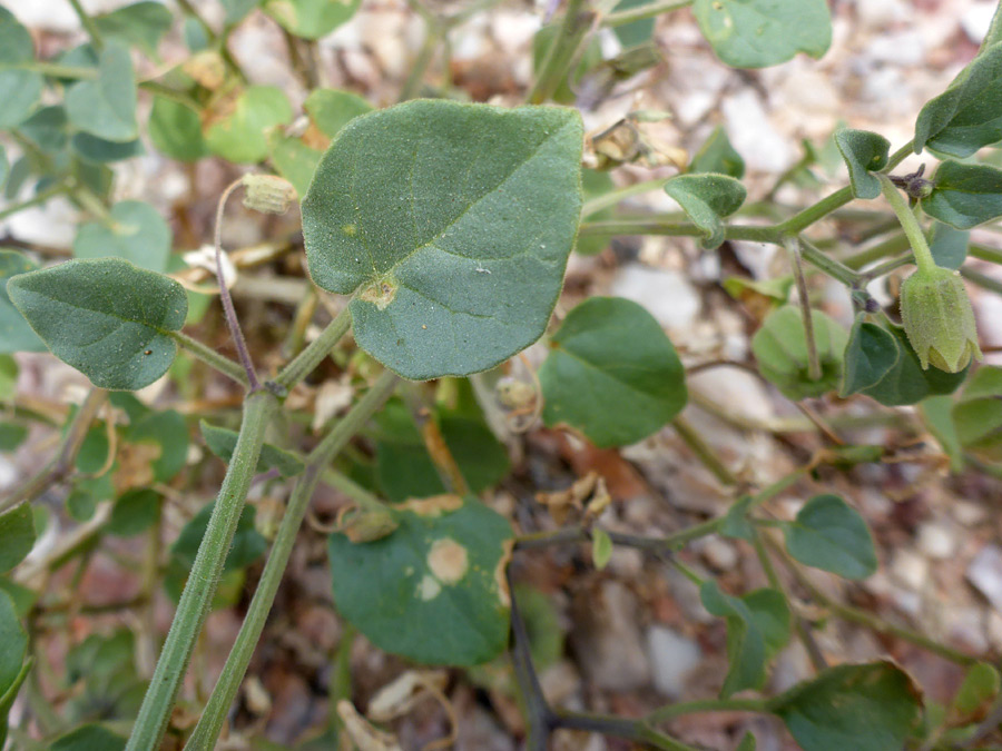 Ovate leaf