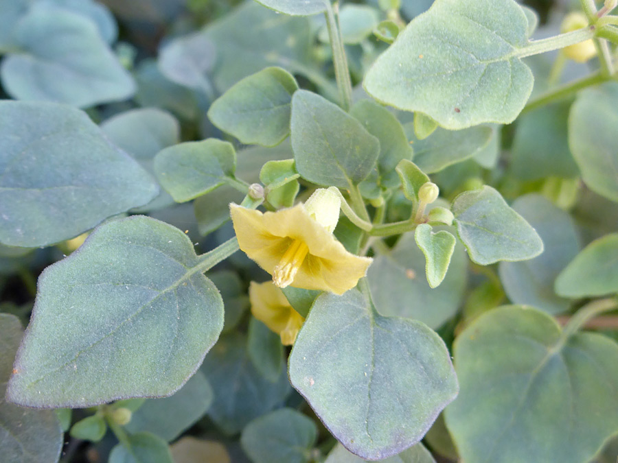 Flower and leaves