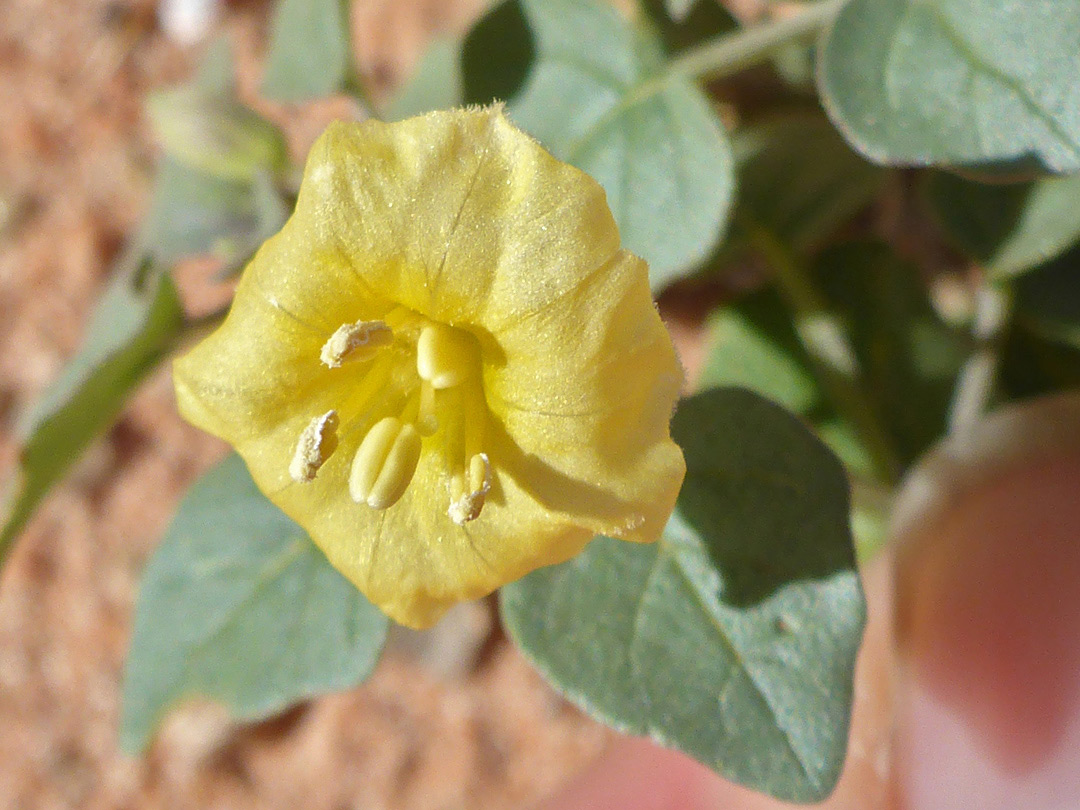 Pale yellow flower