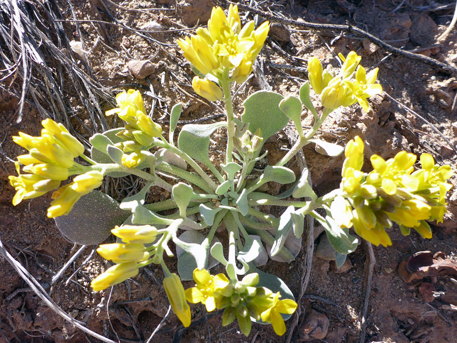 Seven flowering stems