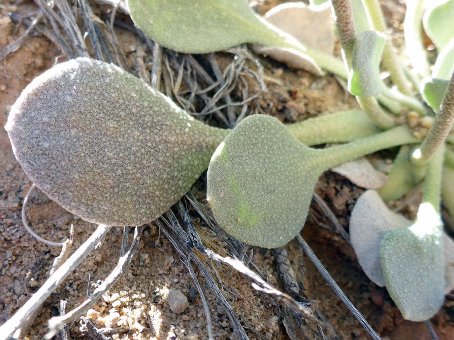 Star-shaped leaf hairs