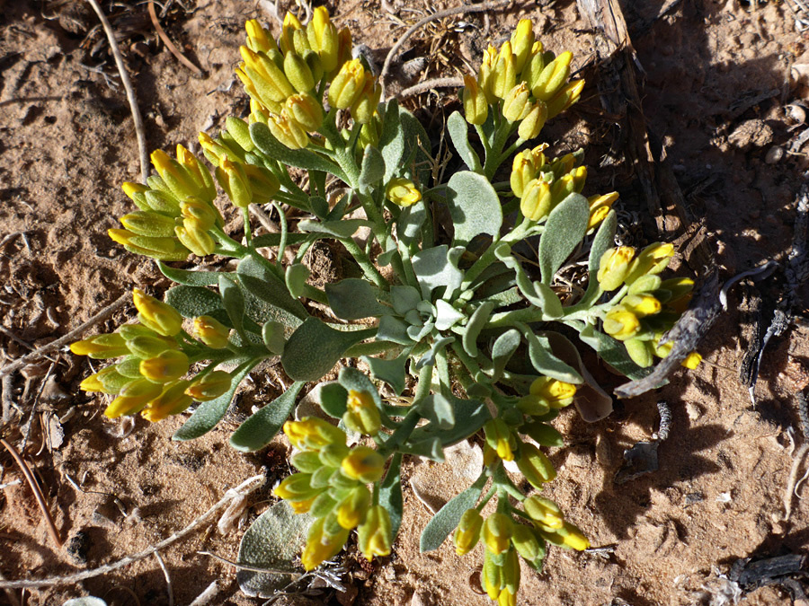 Yellow buds