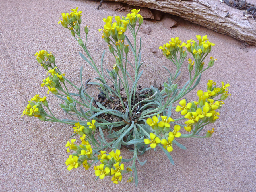 Yellow flowers