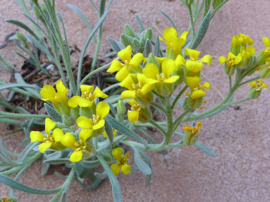 Flowers and leaves