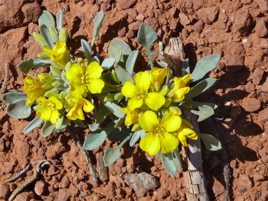 Two small plants