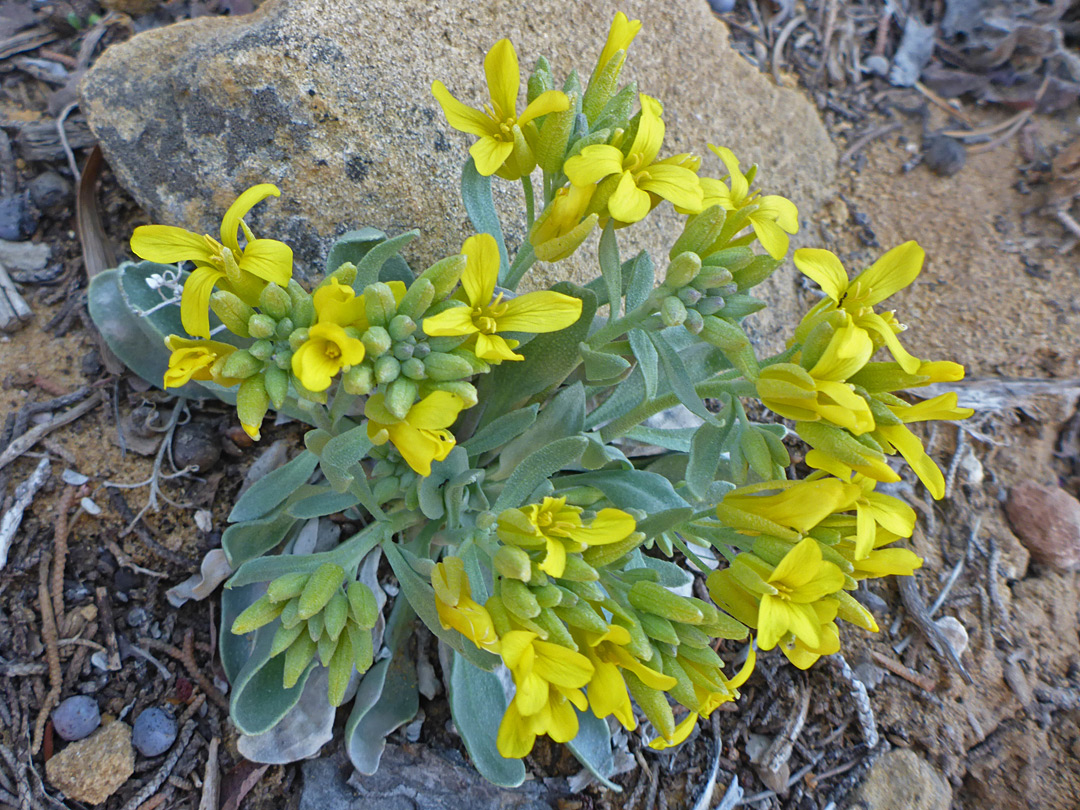 Low-growing plant