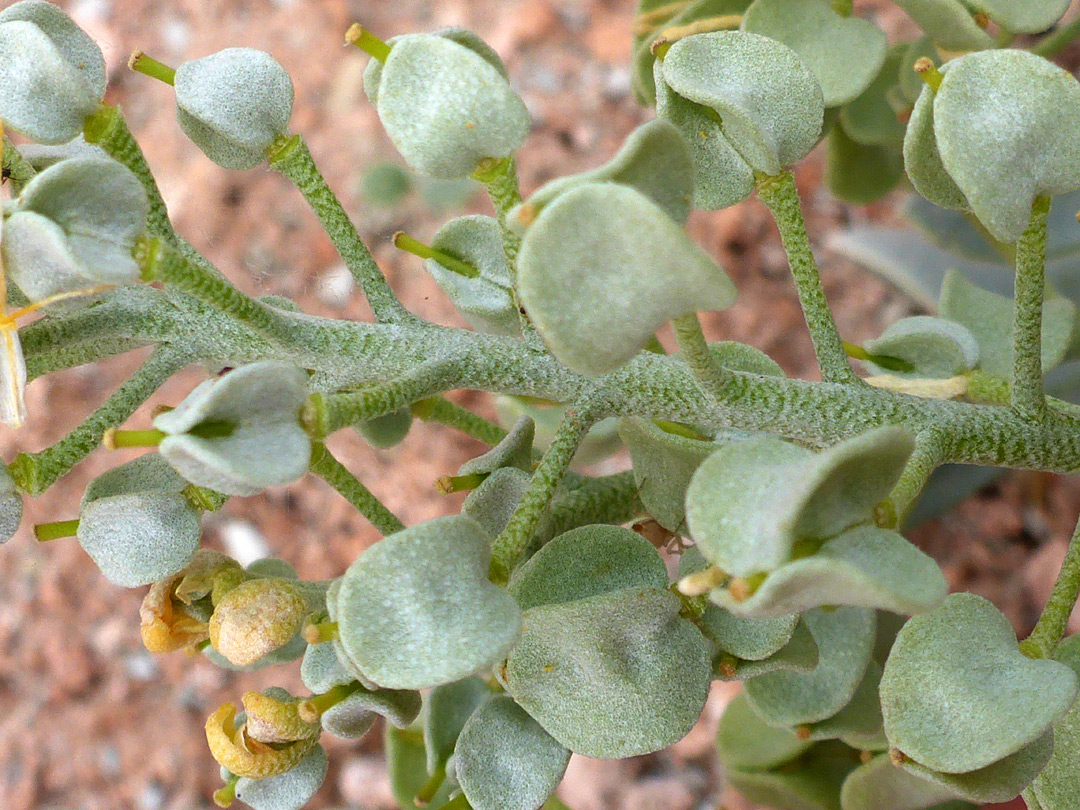 Stem with star-like hairs
