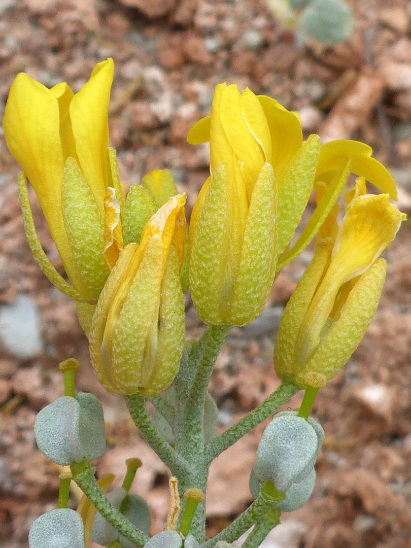 Corollas and calyces