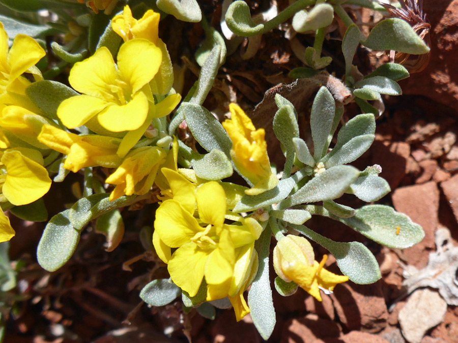 Yellow flowers