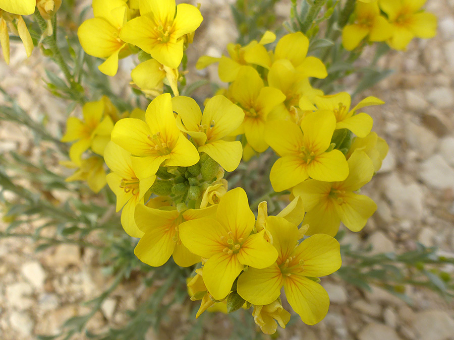 Cluster of flowers