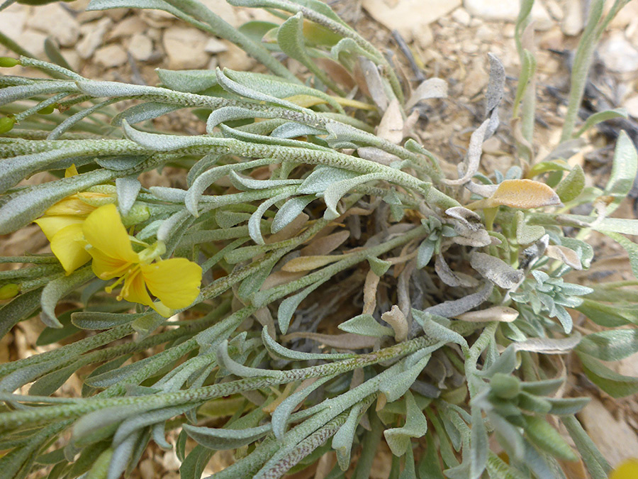 Greyish green leaves