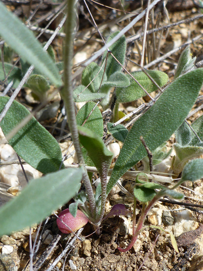 Basal leaves