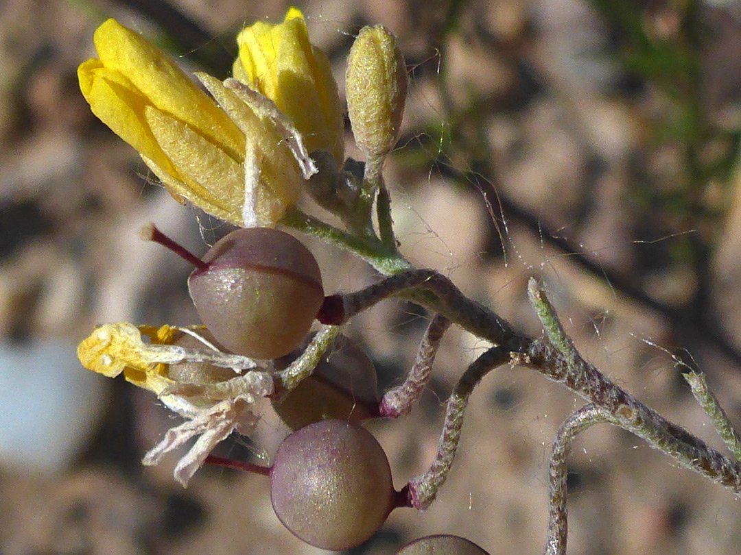 Spherical fruits