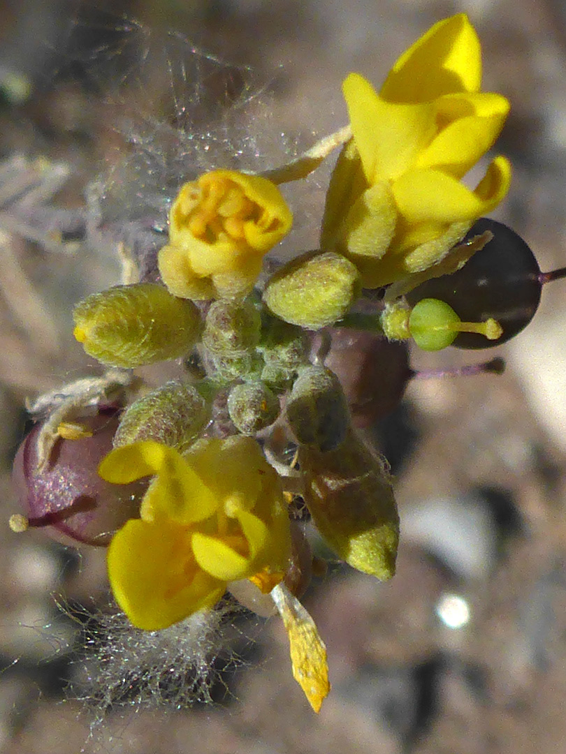 Flowers and fruits