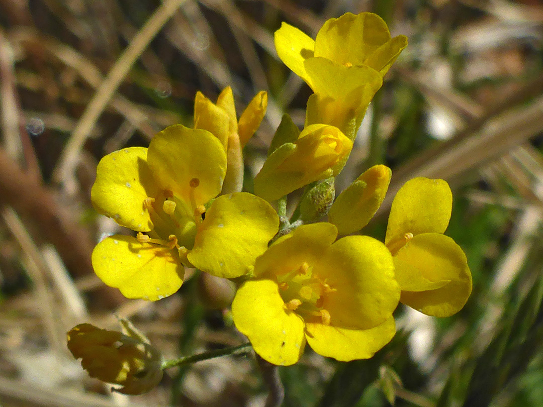 Yellow flowers