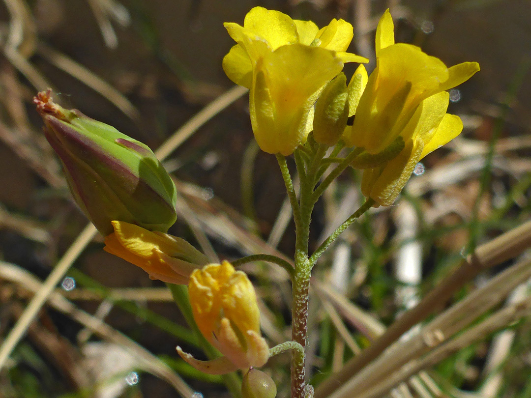 Group of flowers