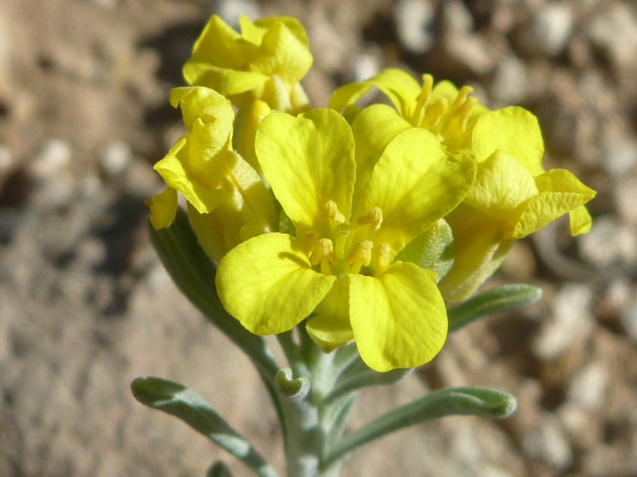 Yellow flowers