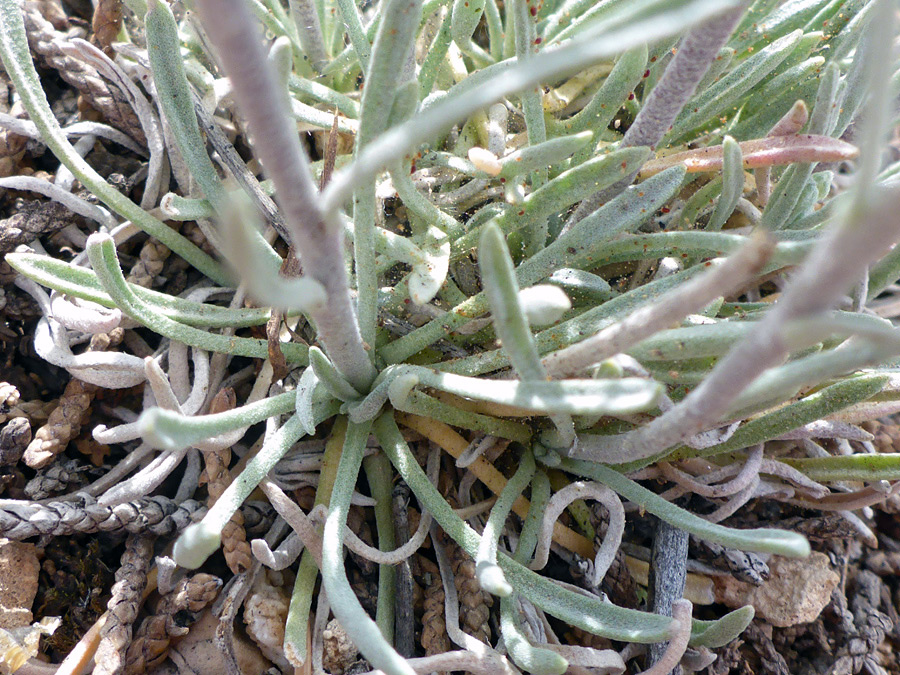 Basal leaves