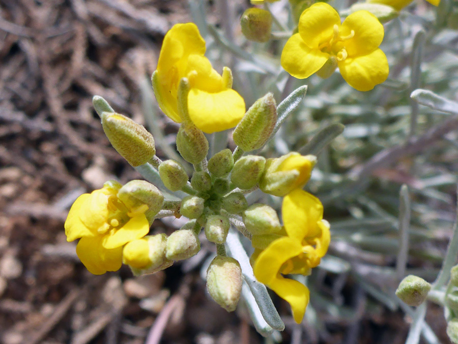 Top of a cluster