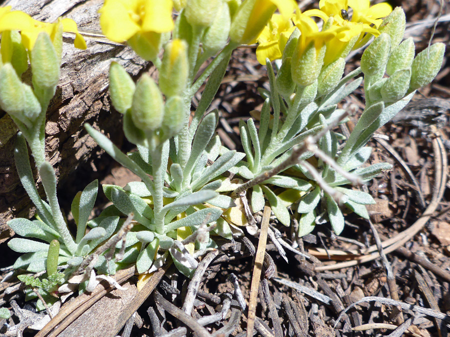 Stems and leaves