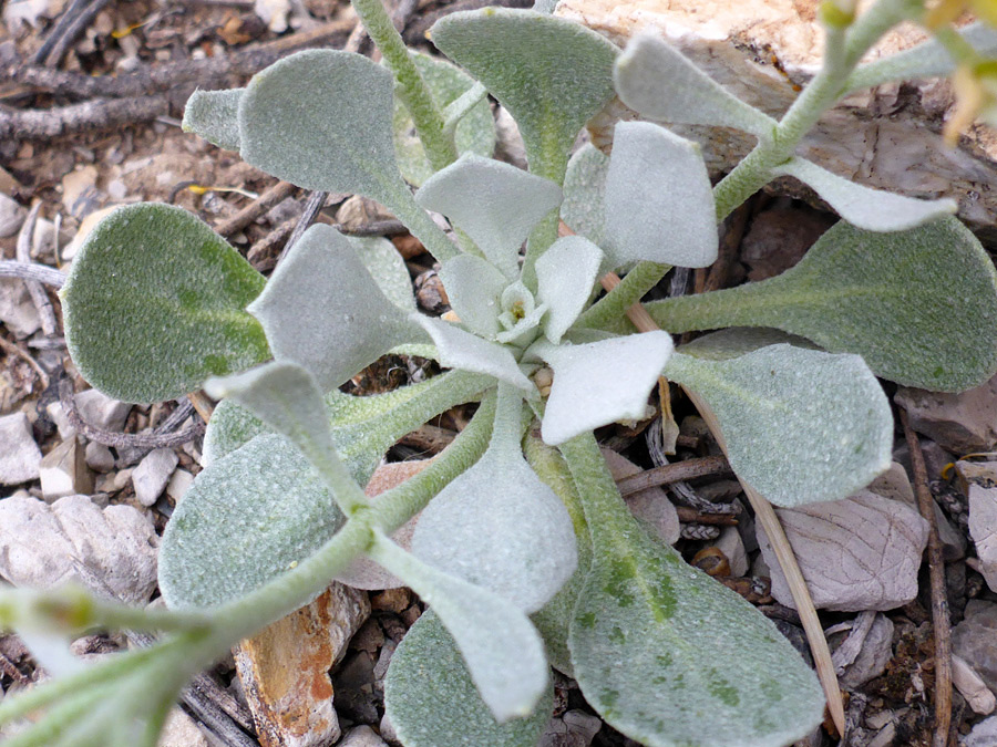 Basal leaf rosette