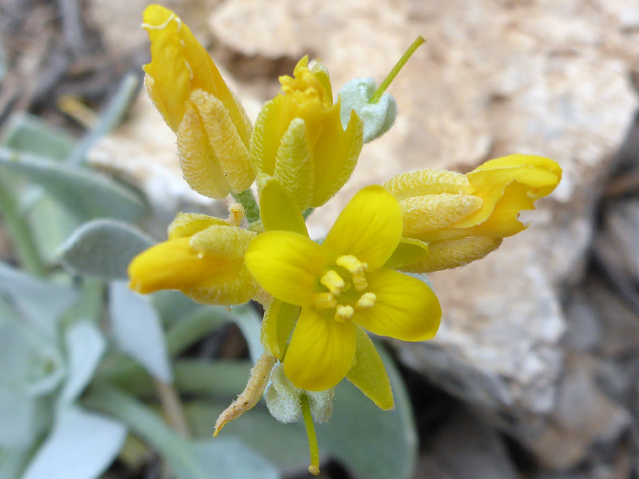 Flowers and buds