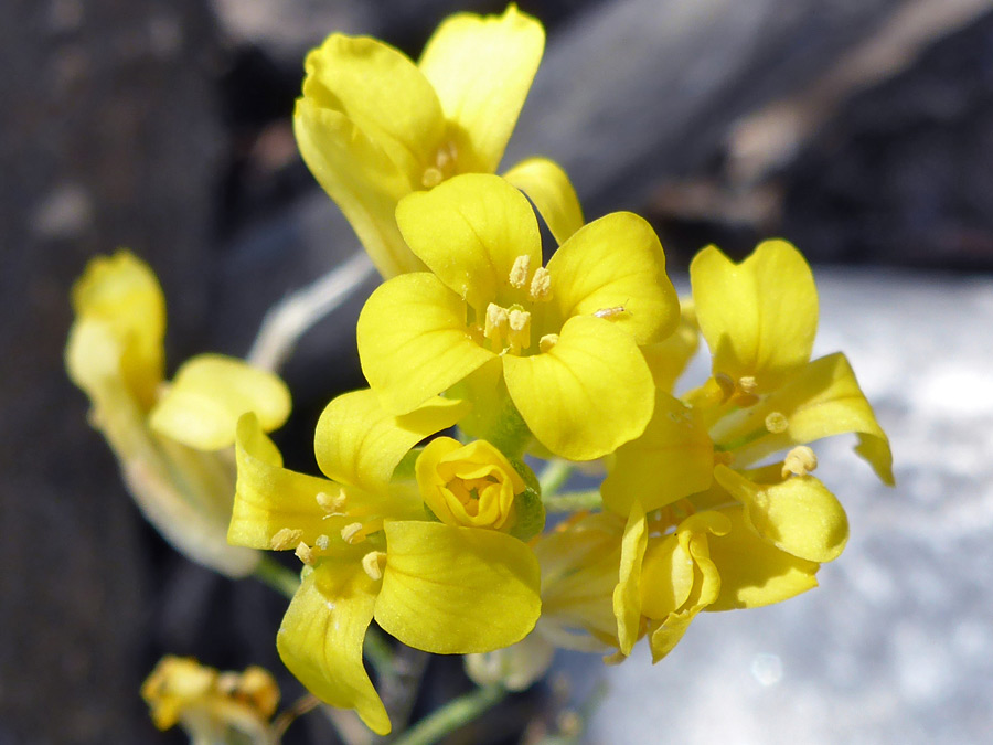 Yellow flowers