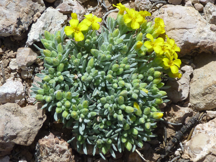 Small flowers and leaves