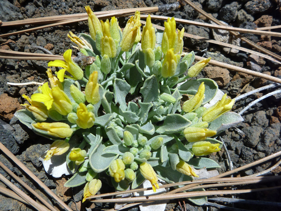 Leaves and flowers