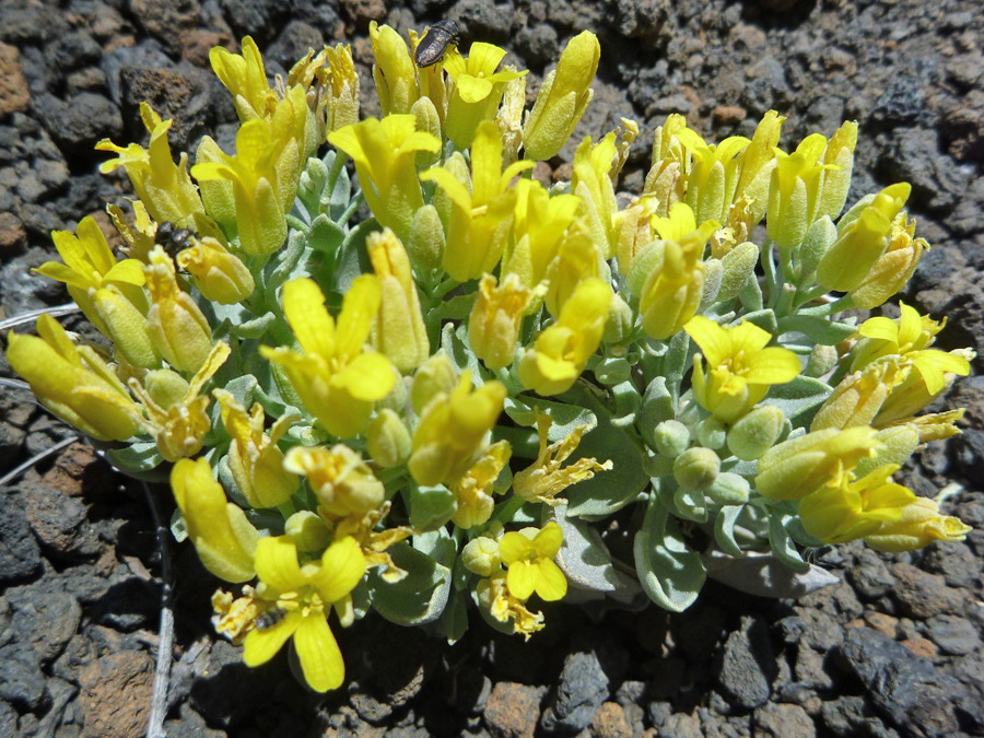 Flowers, beginning to wither