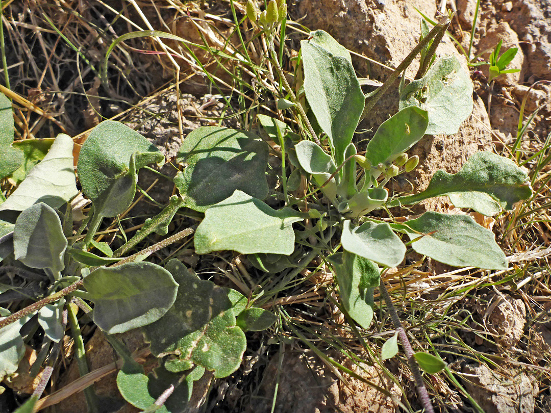 Leaves